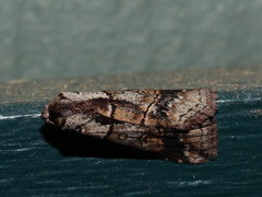 Calathusa hypotherma