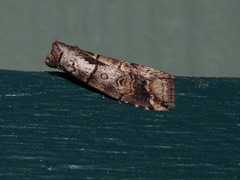 Calathusa hypotherma