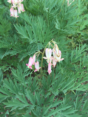 Dicentra nevadensis