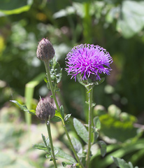 Serratula coronata insularis