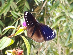 Euploea eunice