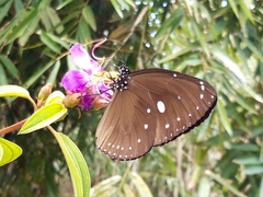 Euploea eunice