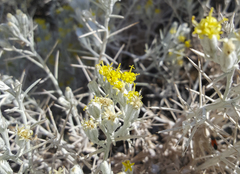 Tetradymia stenolepis