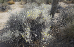 Tetradymia stenolepis