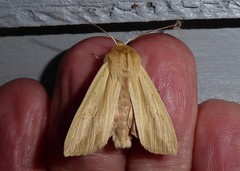 Ichneutica semivittata