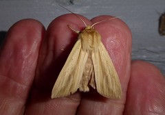 Ichneutica semivittata
