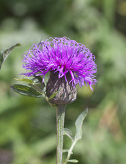 Serratula coronata insularis