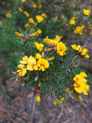 Pultenaea mollis