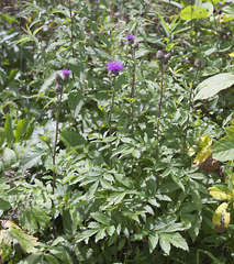 Serratula coronata insularis