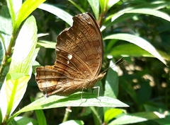 Junonia hedonia