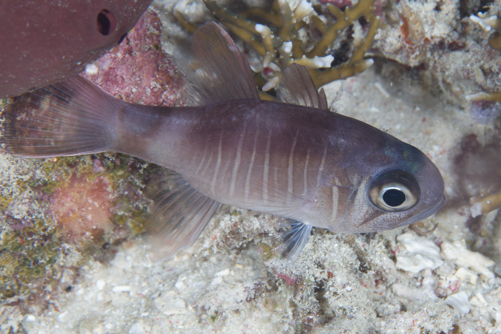 Look-Alike Cardinalfish