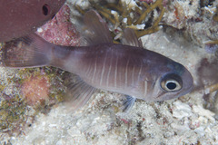 Look-Alike Cardinalfish photo 1