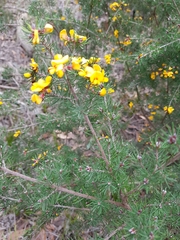 Pultenaea mollis
