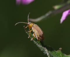 Neogalerucella