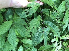 Elatostema involucratum