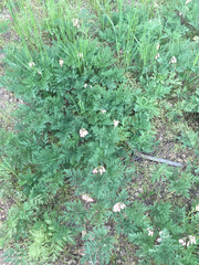 Dicentra nevadensis