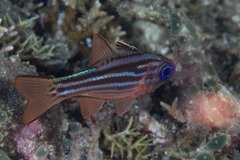 Ostorhinchus compressus