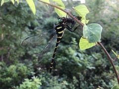 Anotogaster sieboldii
