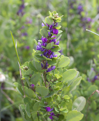 Lespedeza cyrtobotrya
