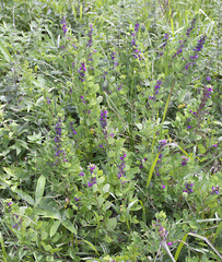 Lespedeza cyrtobotrya