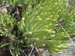 Tylecodon wallichii