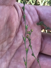 Bupleurum tenuissimum