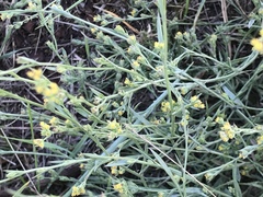 Bupleurum tenuissimum