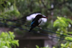 Halcyon smyrnensis
