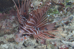 Pterois antennata