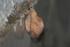 Gastropacha
