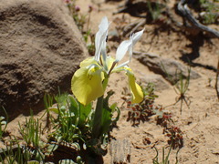 Moraea flava