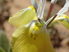 Moraea flava