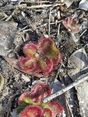 Drosera squamosa