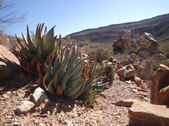 Aloe comptonii