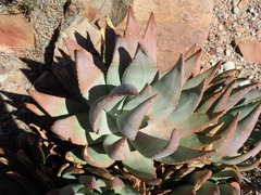 Aloe comptonii