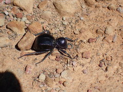 Moluris gibba