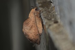 Gastropacha