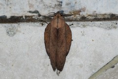 Gastropacha