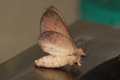 Gastropacha