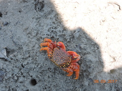 Goniopsis pulchra