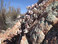 Crassula arborescens