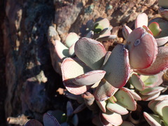 Crassula arborescens