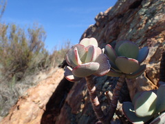 Crassula arborescens