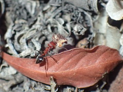 Crematogaster melanogaster