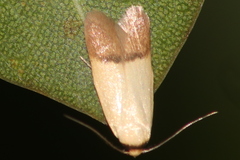 Tachystola stenoptera