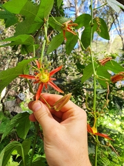 Passiflora cinnabarina