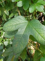 Passiflora cinnabarina