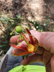 Passiflora cinnabarina