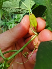 Passiflora cinnabarina