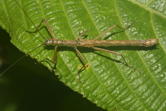 Aschiphasmatidae